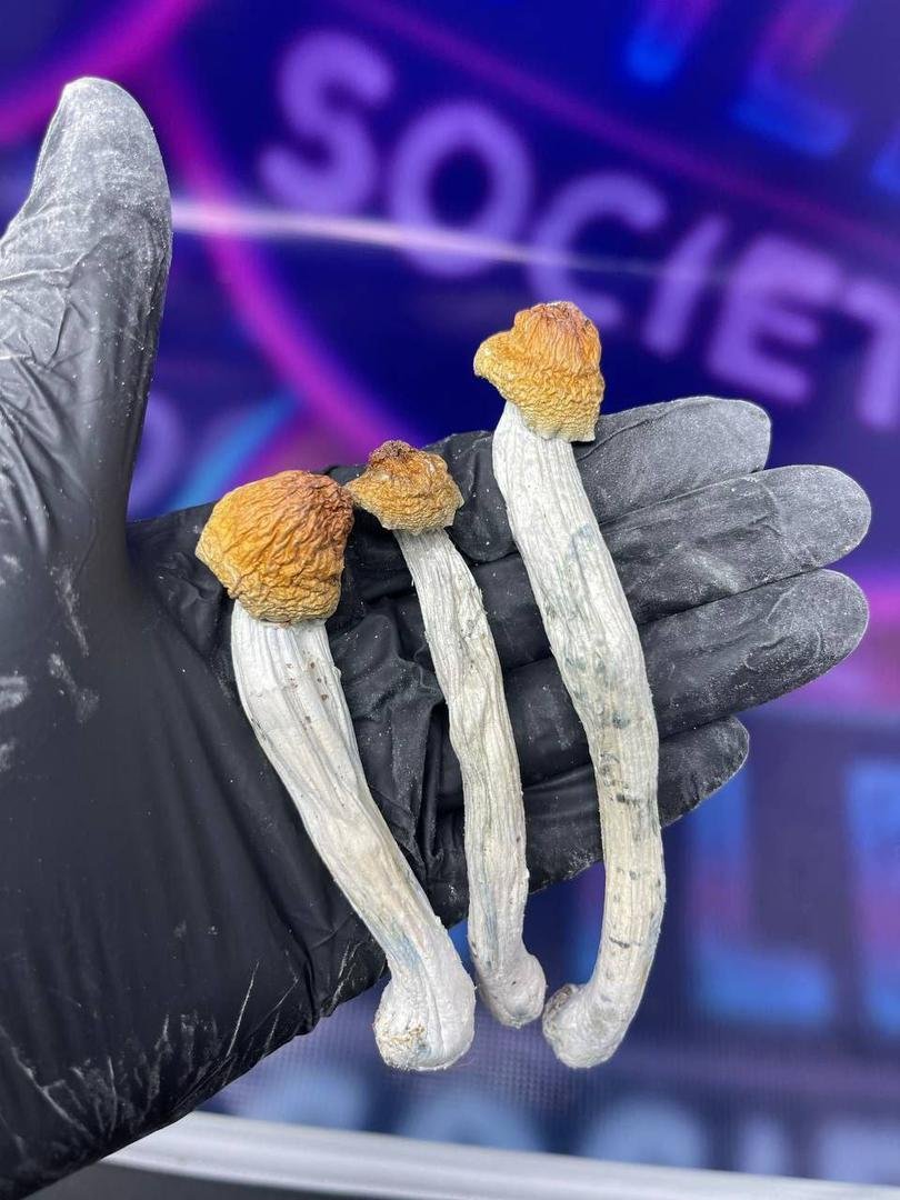 Buy Mushrooms glasgow Online - Image 2