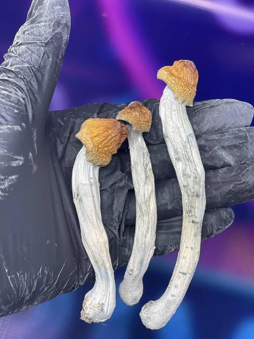 Buy Mushrooms glasgow Online - Image 4