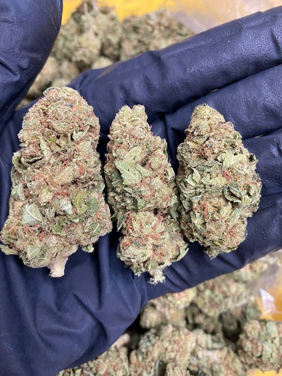 Buy Weed Online in glasgow